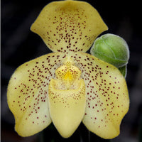 Paphiopedilum concolor