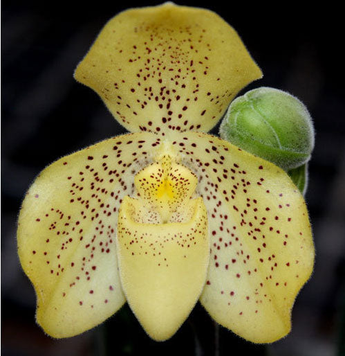 Paphiopedilum concolor