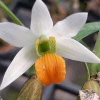 Dendrobium scabrilingue