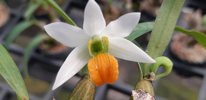 Dendrobium scabrilingue