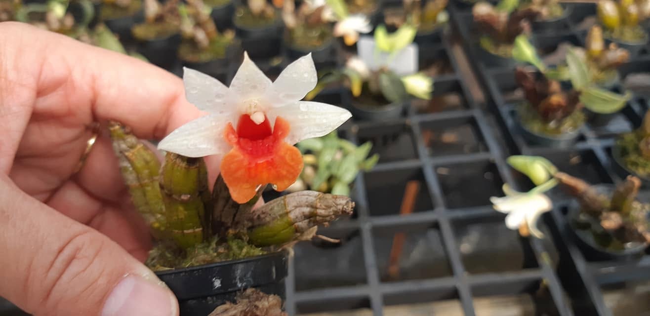 Dendrobium bellatulum