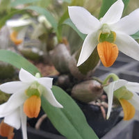 Dendrobium scabrilingue