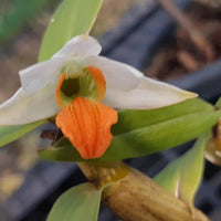 Dendrobium scabrilingue