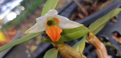 Dendrobium scabrilingue