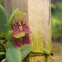 Bulbophyllum (Trias) cambodianum