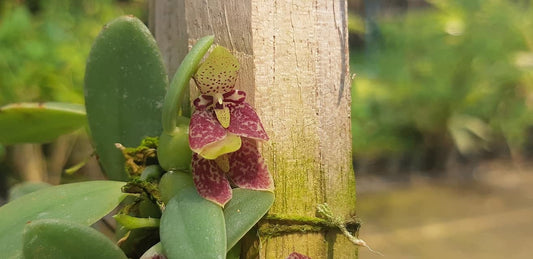 Bulbophyllum (Trias) cambodianum