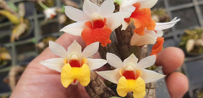 Dendrobium bellatulum