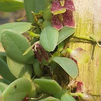 Bulbophyllum (Trias) cambodianum