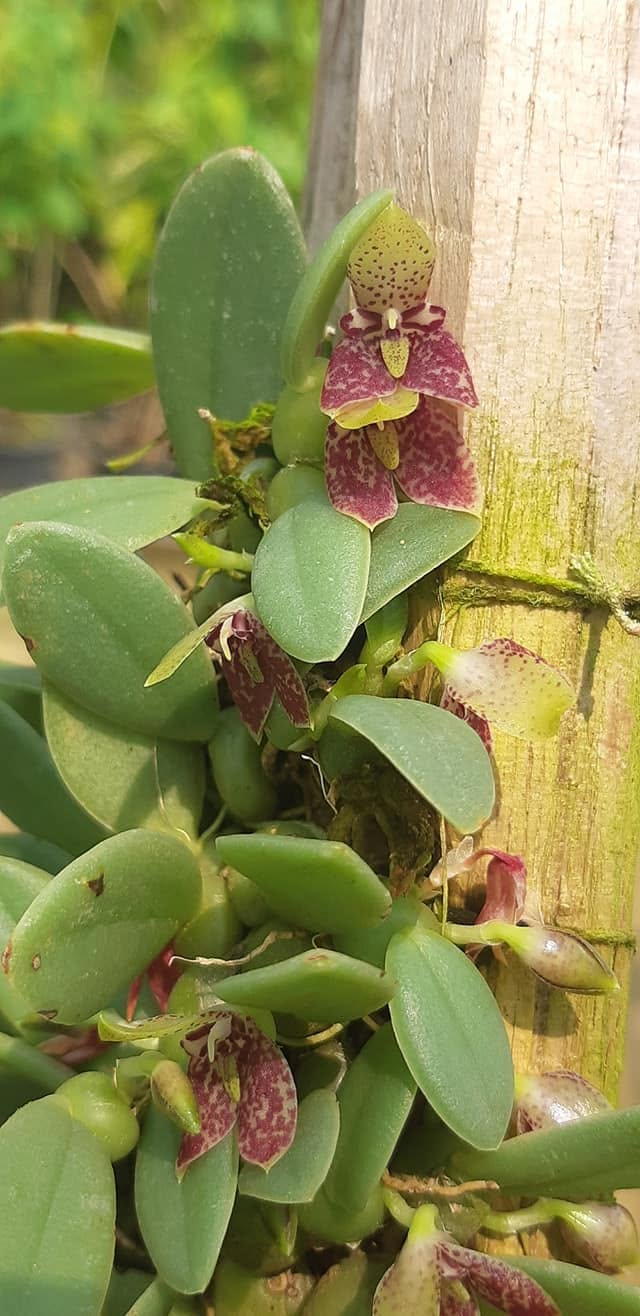 Bulbophyllum (Trias) cambodianum