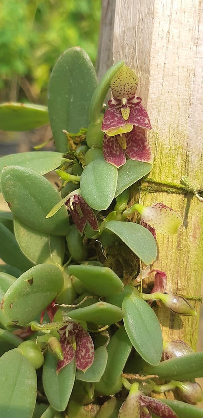 Bulbophyllum (Trias) cambodianum