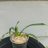 Phragmipedium besseae