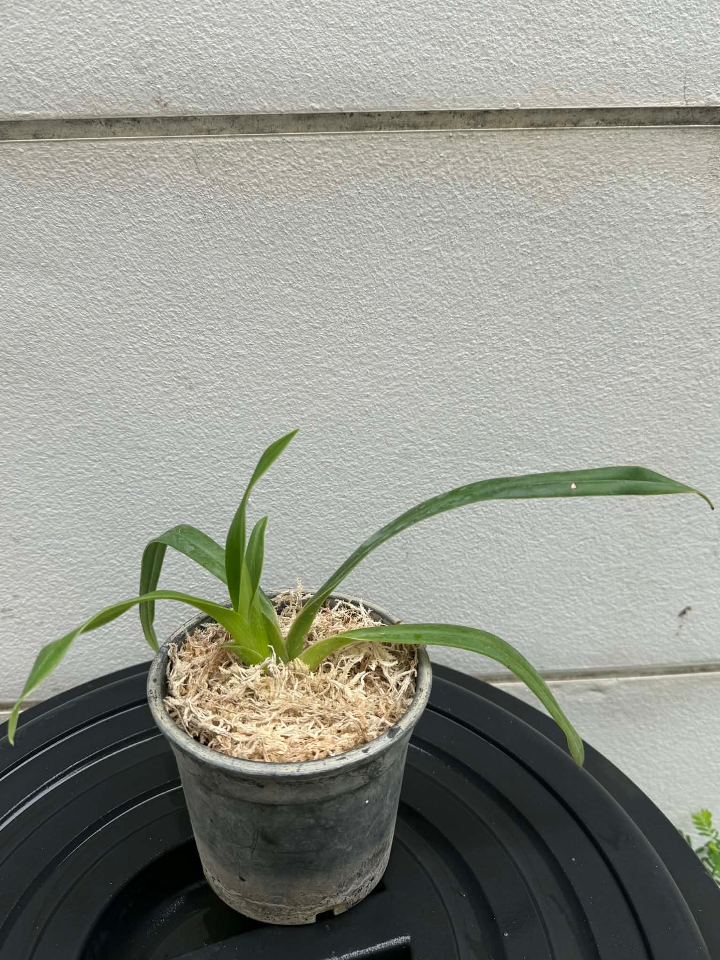 Phragmipedium besseae