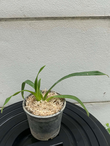 Phragmipedium besseae
