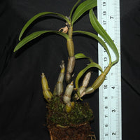 Dendrobium brymerianum