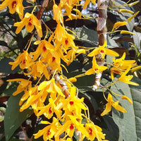 Dendrobium Chanthaboon Sunrise
