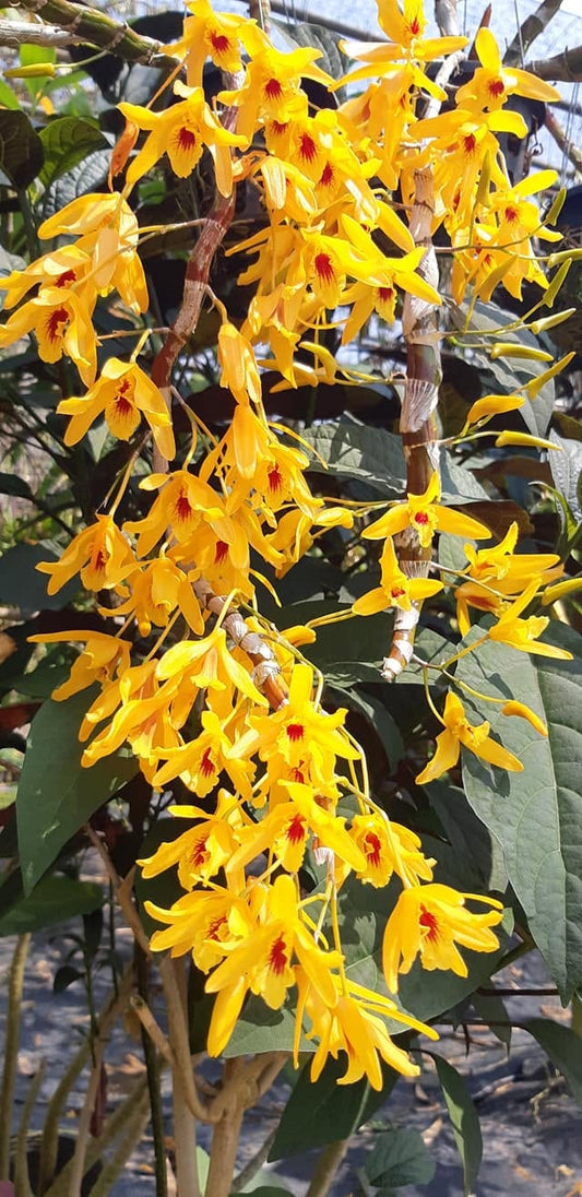 Dendrobium Chanthaboon Sunrise