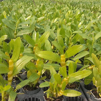 Dendrobium Chanthaboon Sunrise