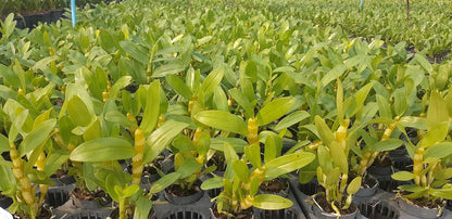 Dendrobium Chanthaboon Sunrise