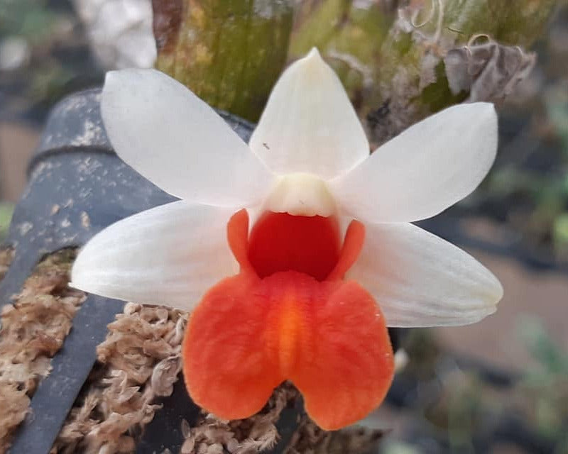 Dendrobium bellatulum