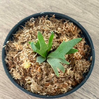 Platycerium willinckii  Jenny