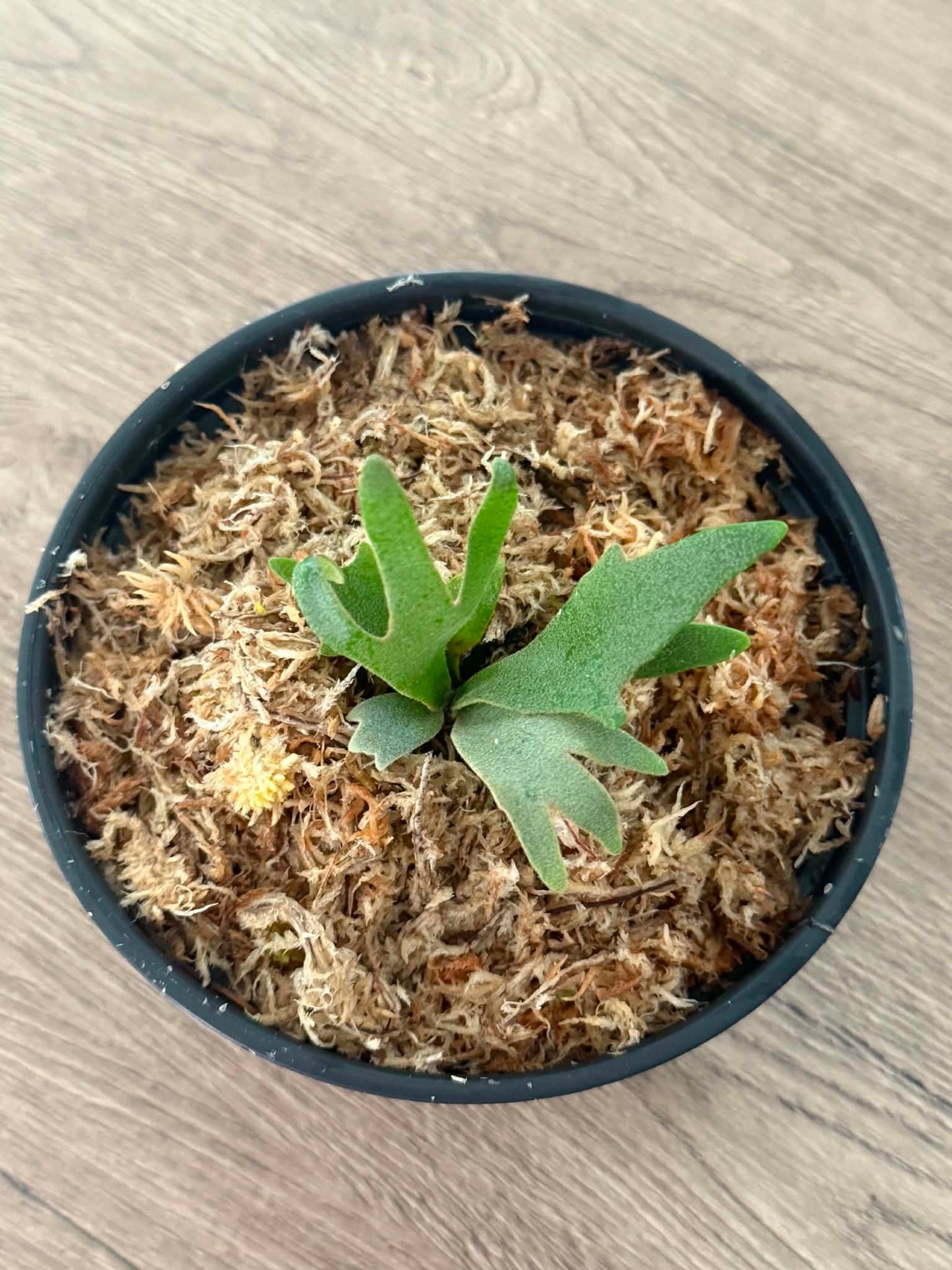 Platycerium willinckii  Jenny