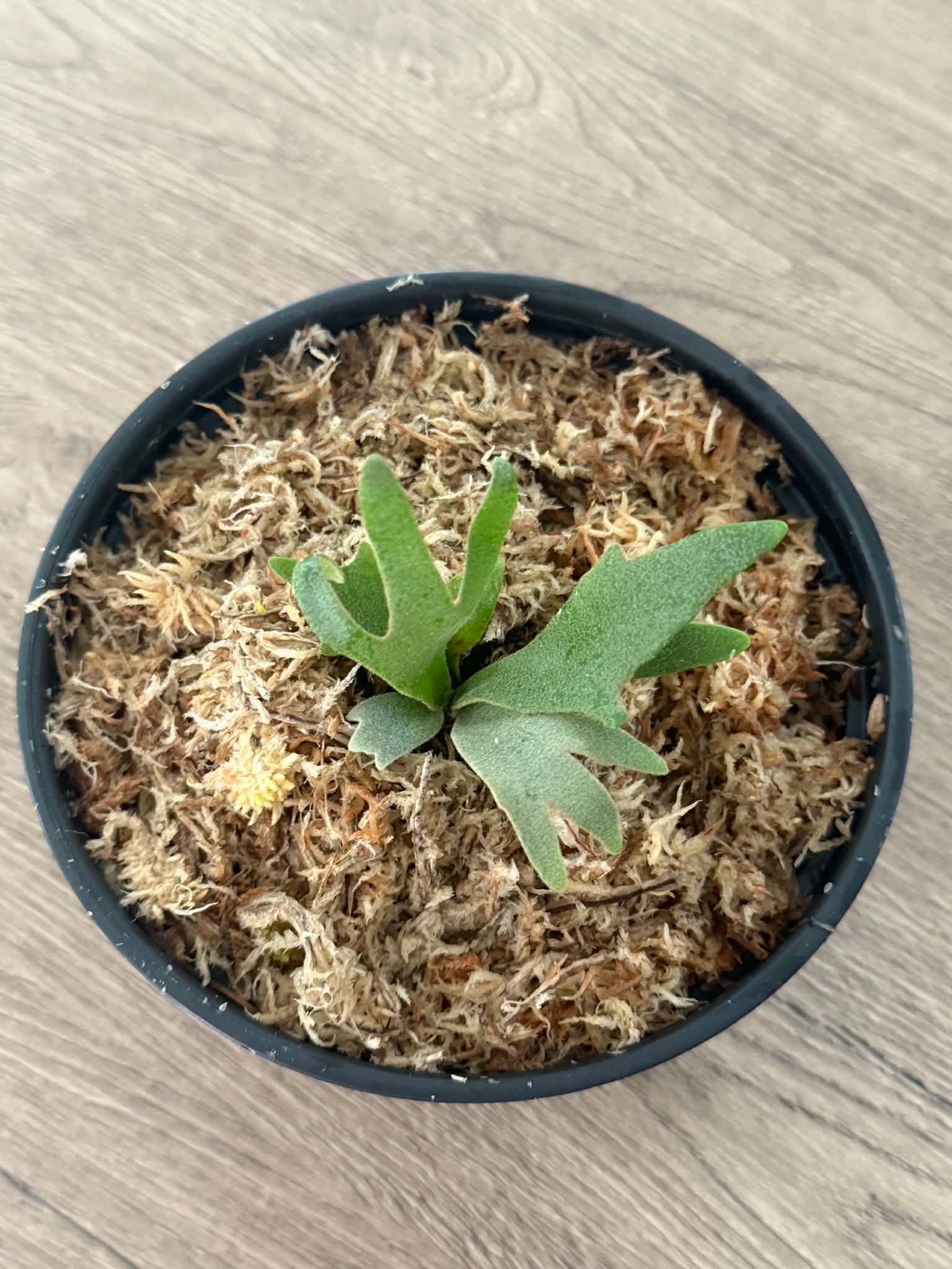 Platycerium willinckii  Jenny