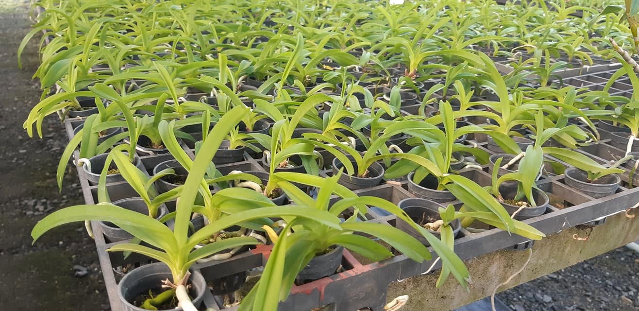 Vanda coerulea (Pink/White)