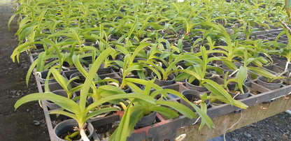 Vanda coerulea (Pink/White)