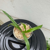 Phragmipedium besseae