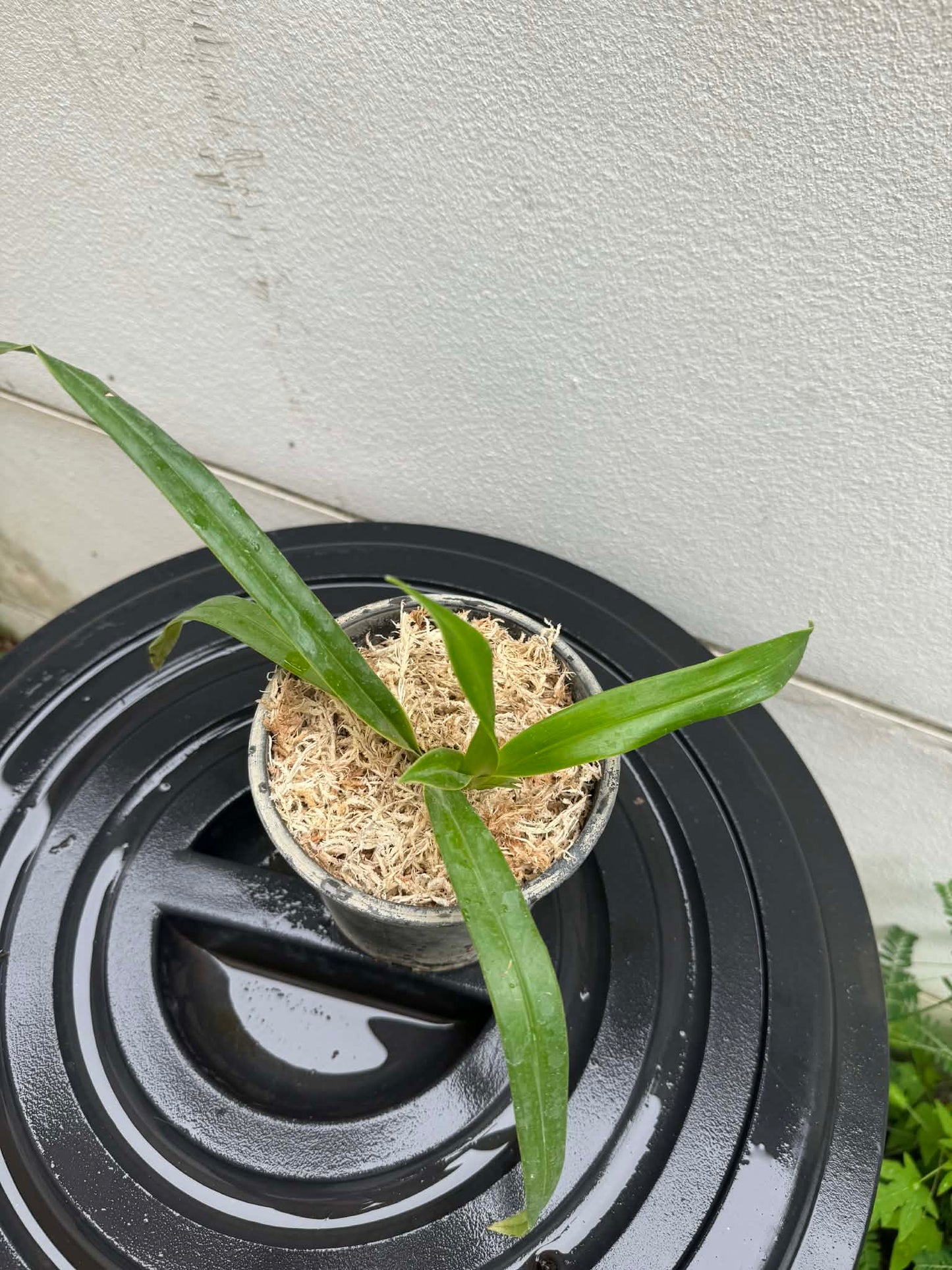 Phragmipedium besseae