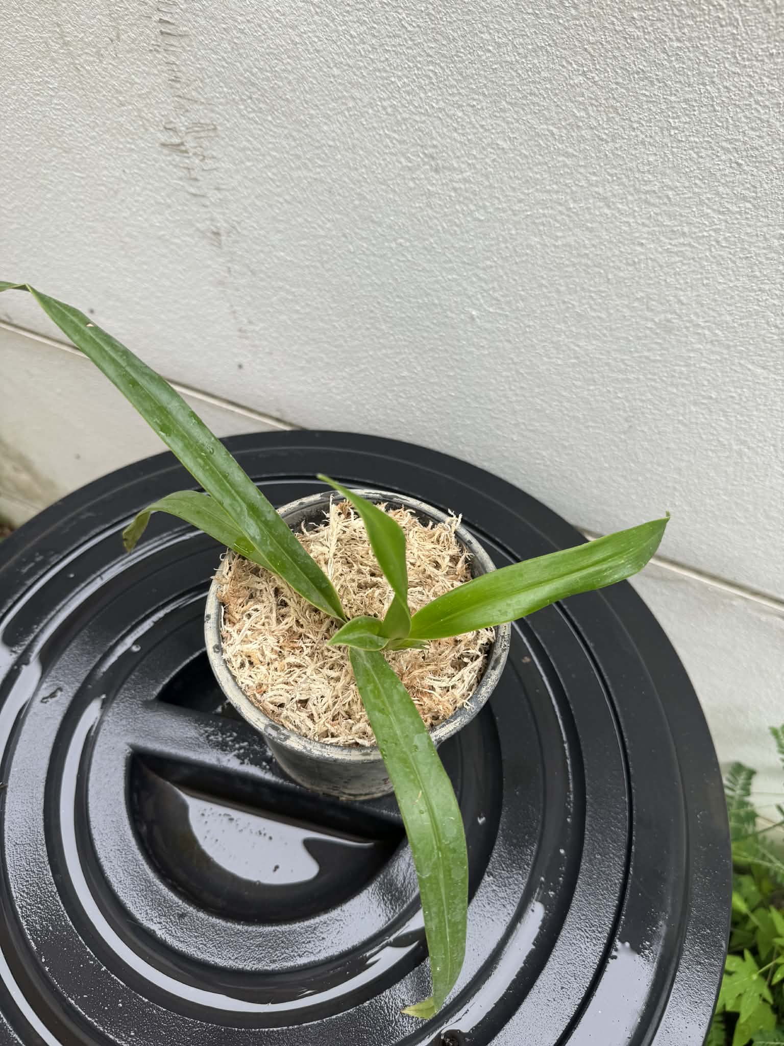 Phragmipedium besseae