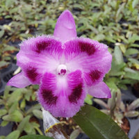 Dendrobium parishii 3 Lip