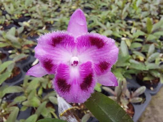 Dendrobium parishii 3 Lip