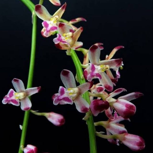 Acriopsis javanica