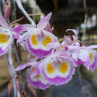 Dendrobium devonianum