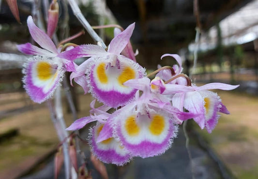 Dendrobium devonianum