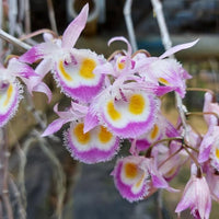 Dendrobium devonianum