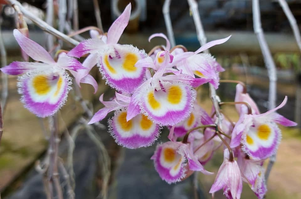 Dendrobium devonianum