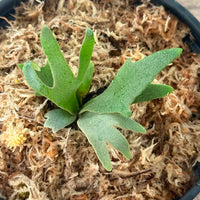 Platycerium willinckii  Jenny