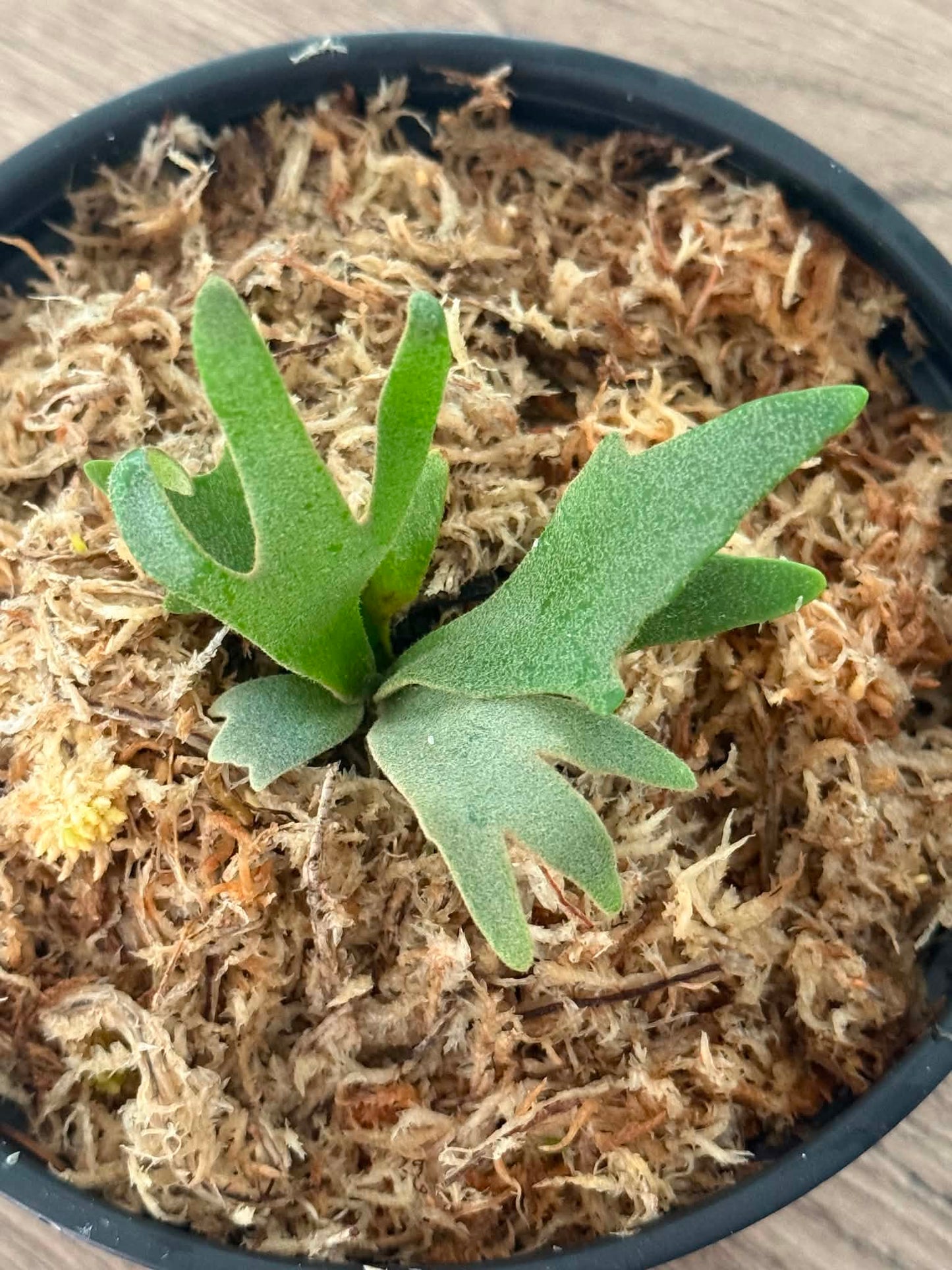 Platycerium willinckii  Jenny