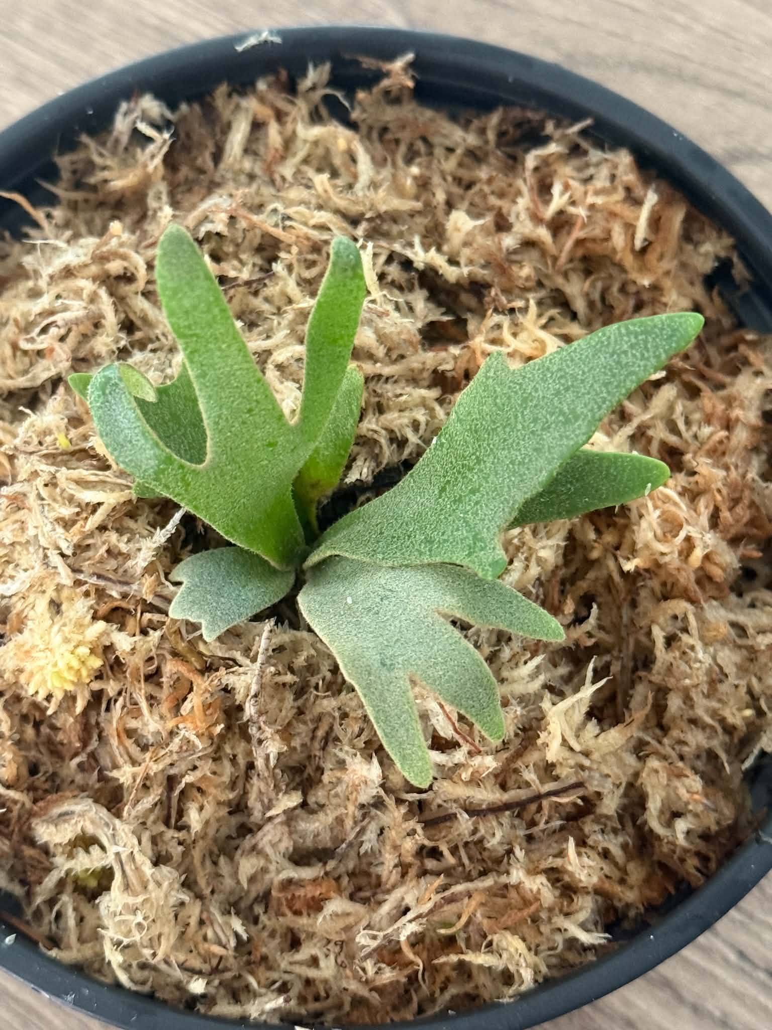 Platycerium willinckii  Jenny