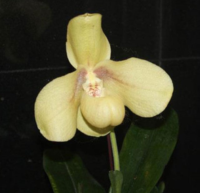 Paphiopedilum hangianum
