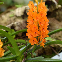 Ascocentrum miniatum