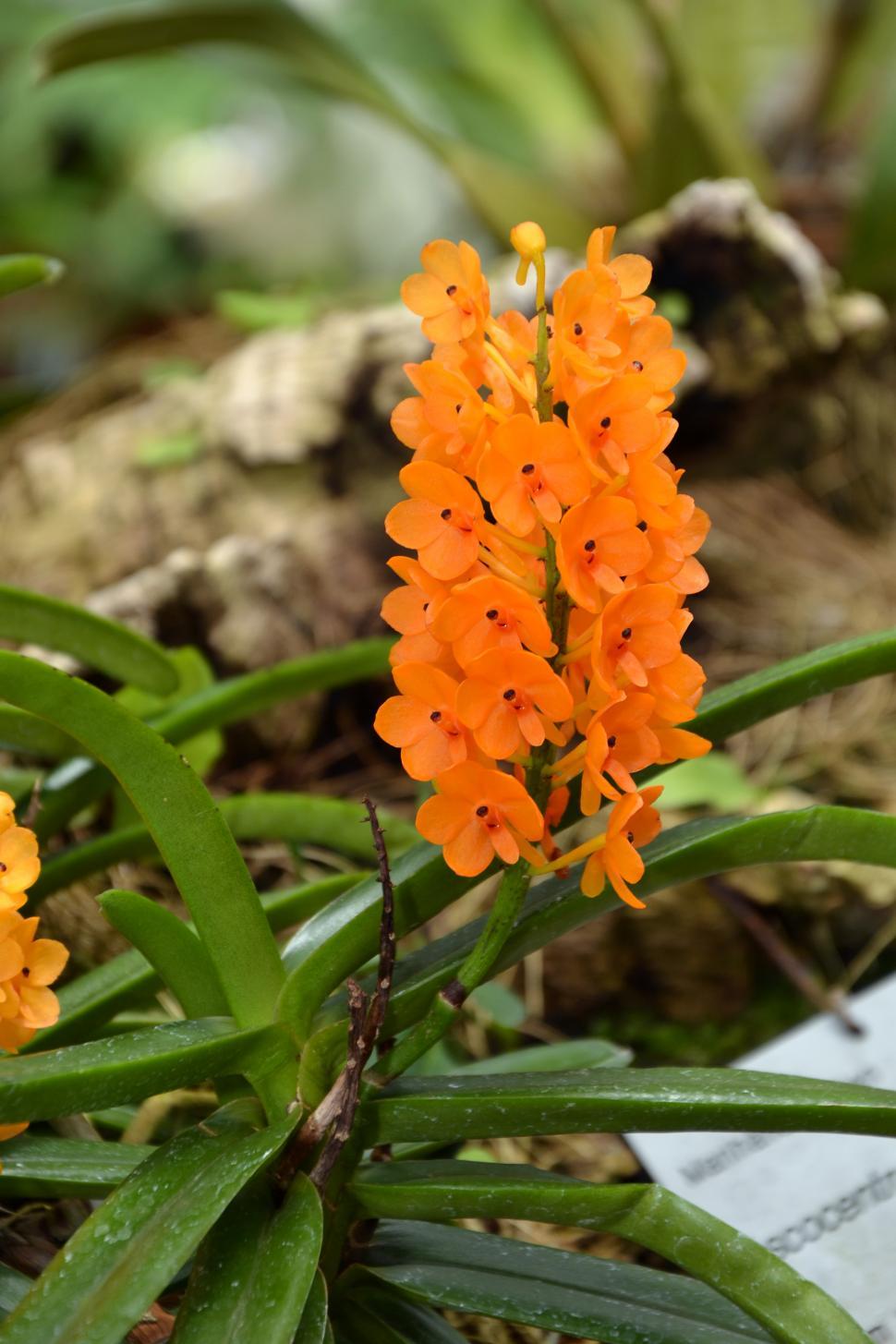 Ascocentrum miniatum