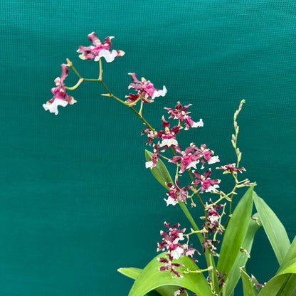 Oncidium 'Sharry Baby'
