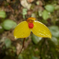 Bulbophyllum catenarium