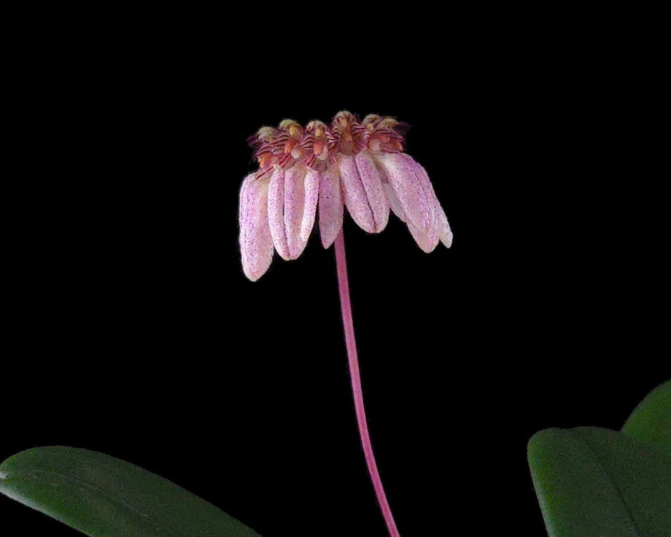 Bulbophyllum sikkimense