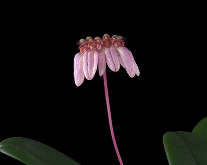 Bulbophyllum sikkimense