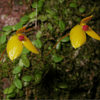Bulbophyllum catenarium