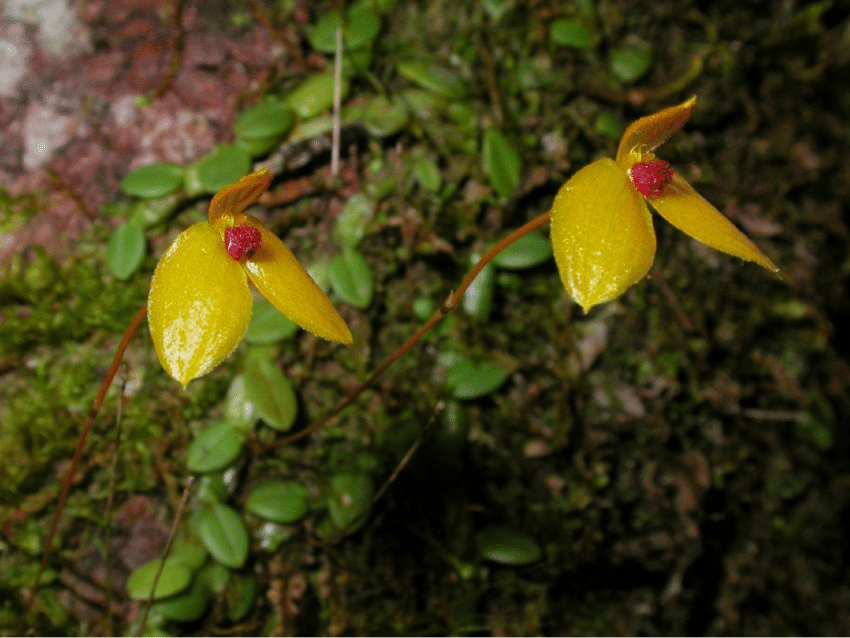 Bulbophyllum catenarium